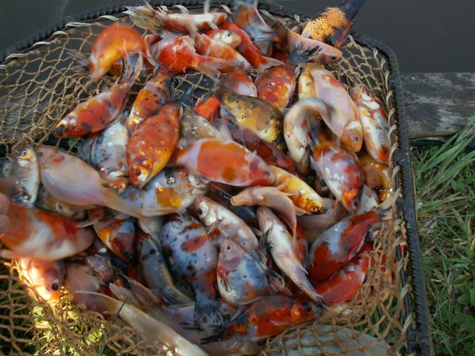 Ryby do oczek wodnych Jesiotr Karaś koi Amur Lin Karp Tołpyga