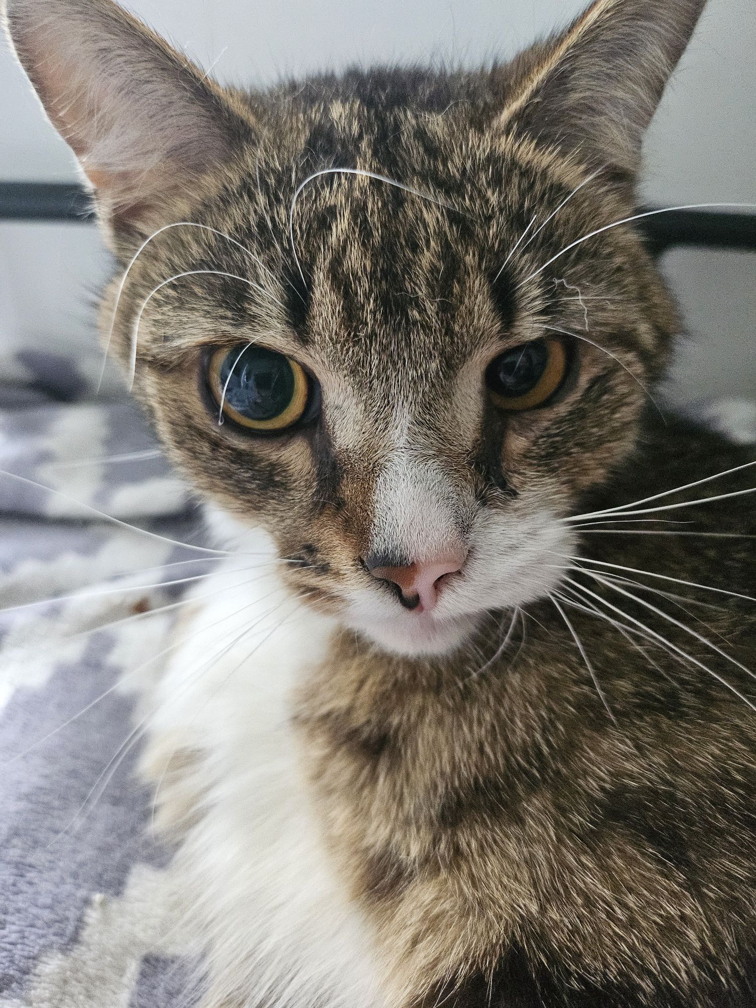 Tomcio prosi o domek