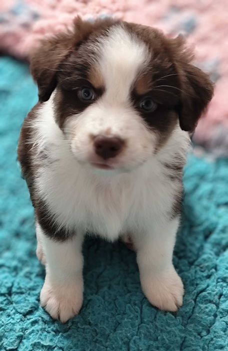 Owczarek australijski Red tri (typ amerykański) ZKwP/FCI