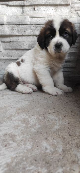 Moskiewski stróżujący moskiewskie z metryką i czipem