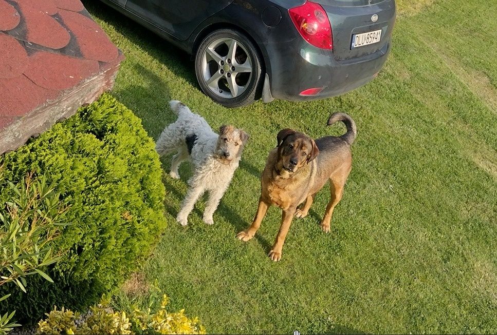 Zaginęły Psy - Bolesławiec