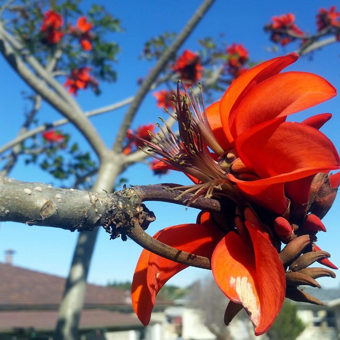 Erythrina Caffra ou Árvore Coral