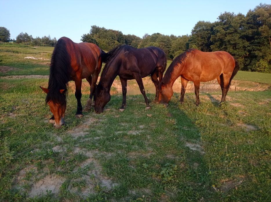 Nawóz obornik eko koński