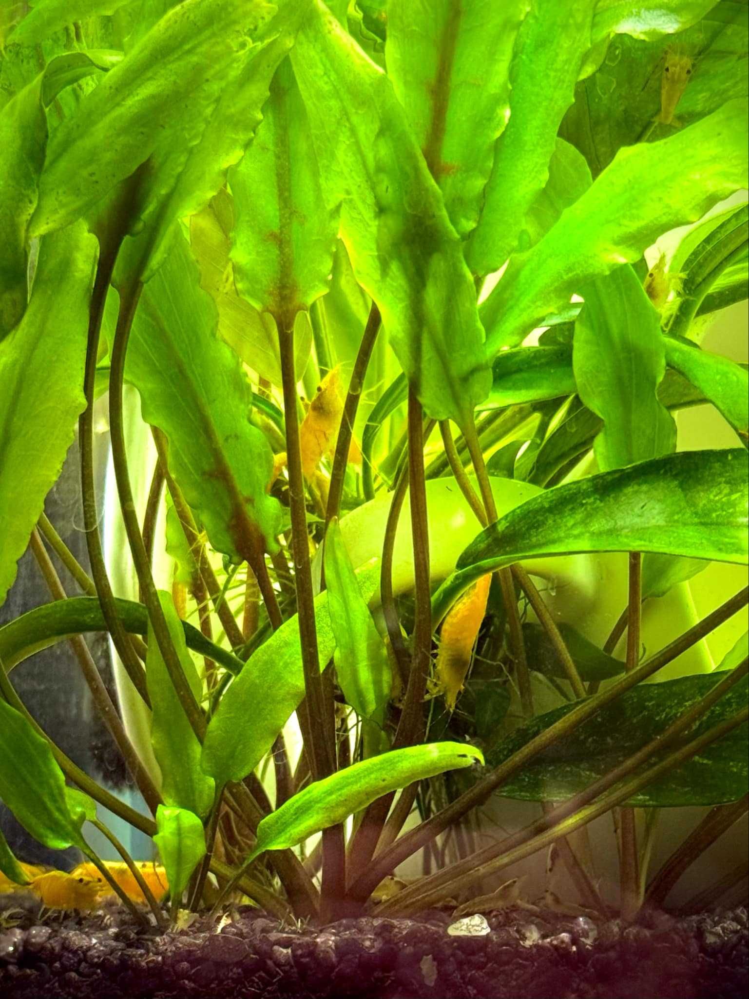 Krewetki - Neocaridina Yellow Neon