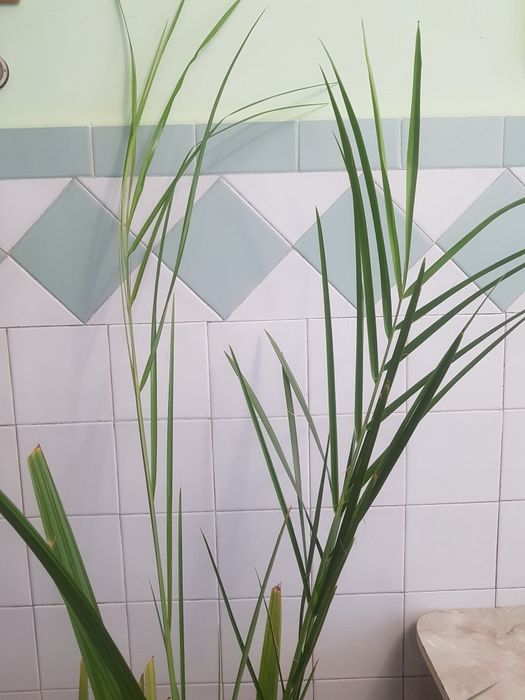 Фінікова пальма, 180 см