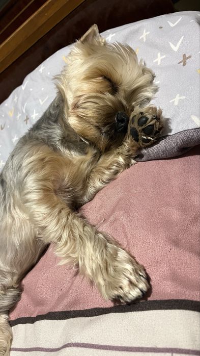 Йоркширський тер'єр вʼязка, хлопчик