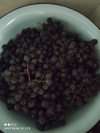 Домашній виноград