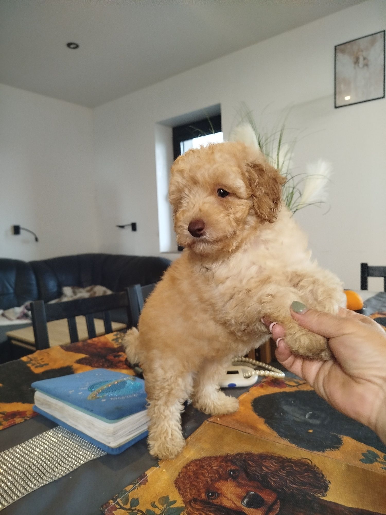 Pudel miniaturowy apricot piesek