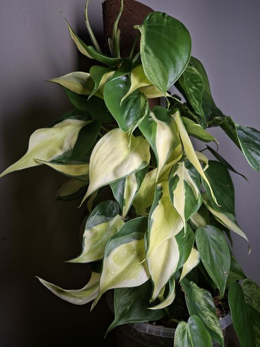 Philodendron Hederaceum Variegata i Cream Splash