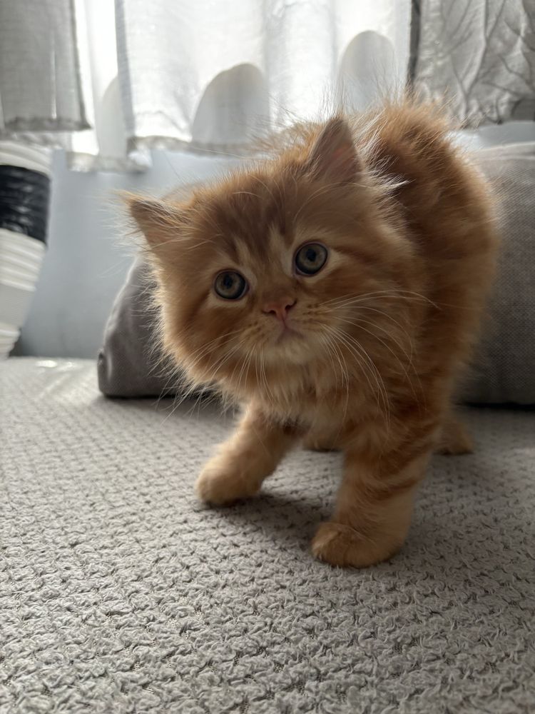 Vendo Gato Persa