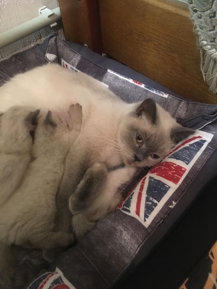 Отдам котят бесплатно