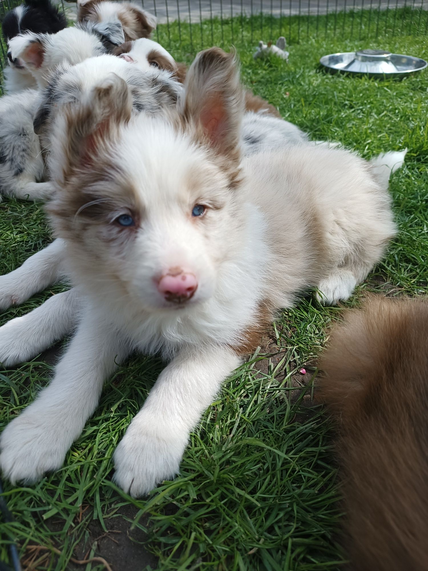 Border Collie Red Merle