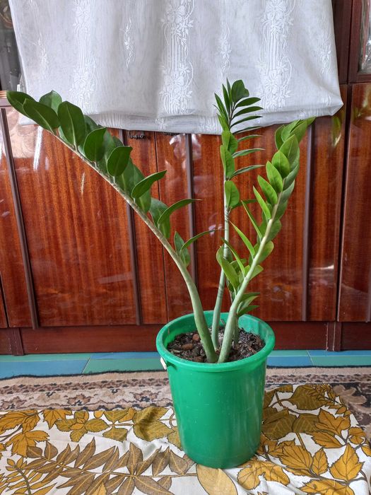 Доларове дерево. Замиокулькас. Заміокулькас