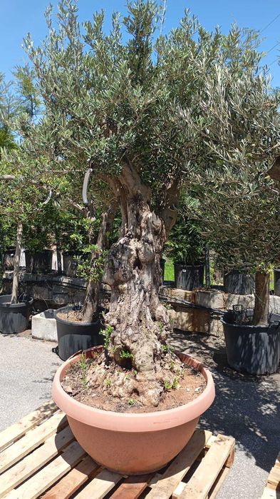 Oliveiras centenárias para jardim