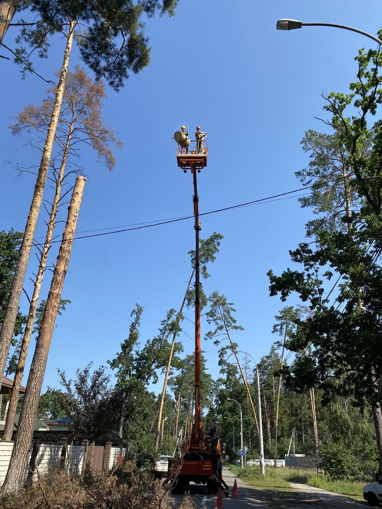 Зрізання дерев, Кронуванн, Спил, Обрізка, Зачистка території