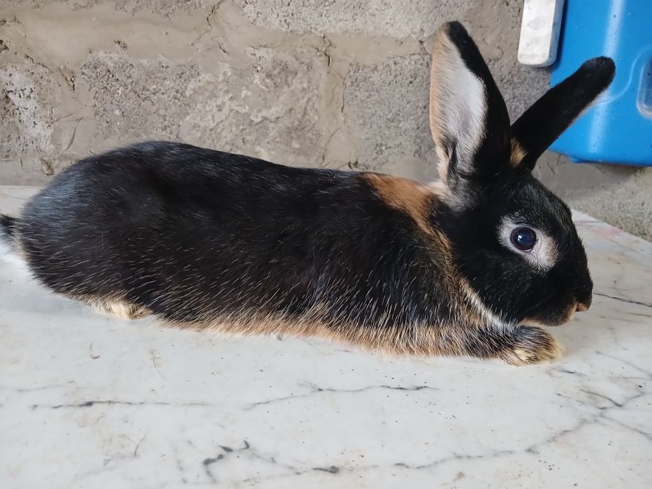 Кролики декоративные домашние