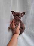 Rezerwacja mini czekoladowa suczka chihuahua Tiffany.