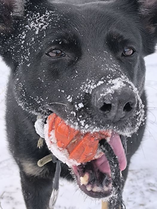Кинолог. Профессійне дресерування собак.