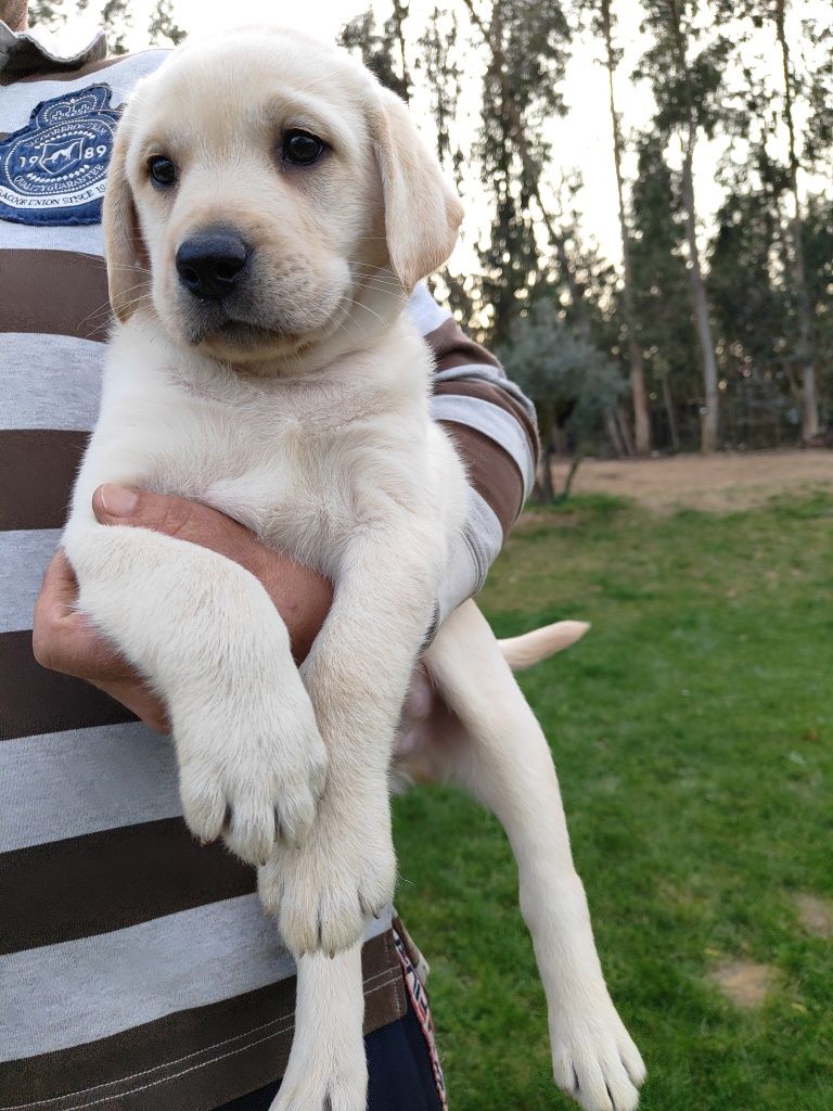 Labrador Retriever
