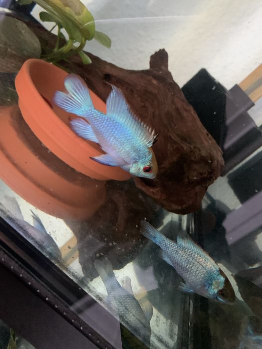 Vendo casal de ramirezi electric blue