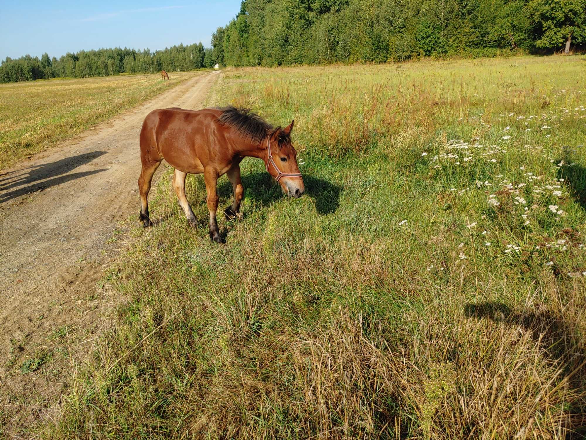 Sprzedam działkę 1,12 ha 35x300m