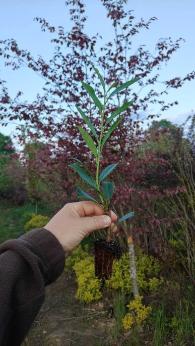 Laurowiśnia wschodnia ‘Caucasica’ multipaleta sadzonki 20-40 cm