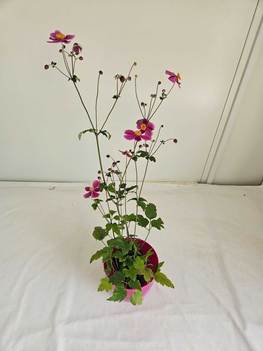 Zawilec japoński 85cm C2 – jesienna bylina ogrodowa + nawóz gratis