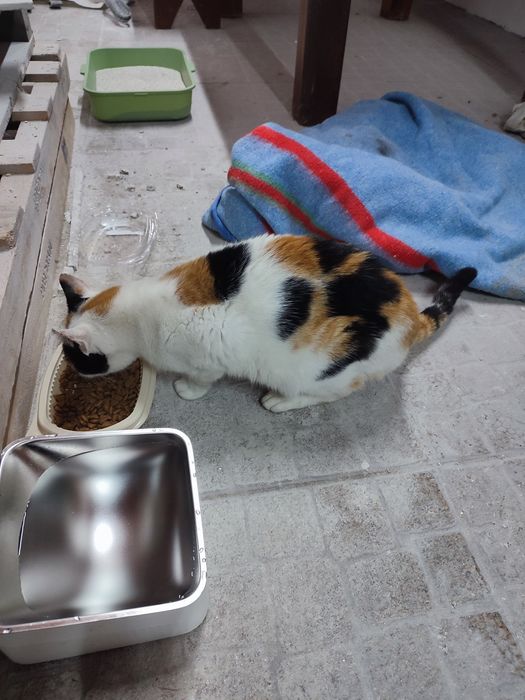 Gata para adoção responsável - Paredes, Porto