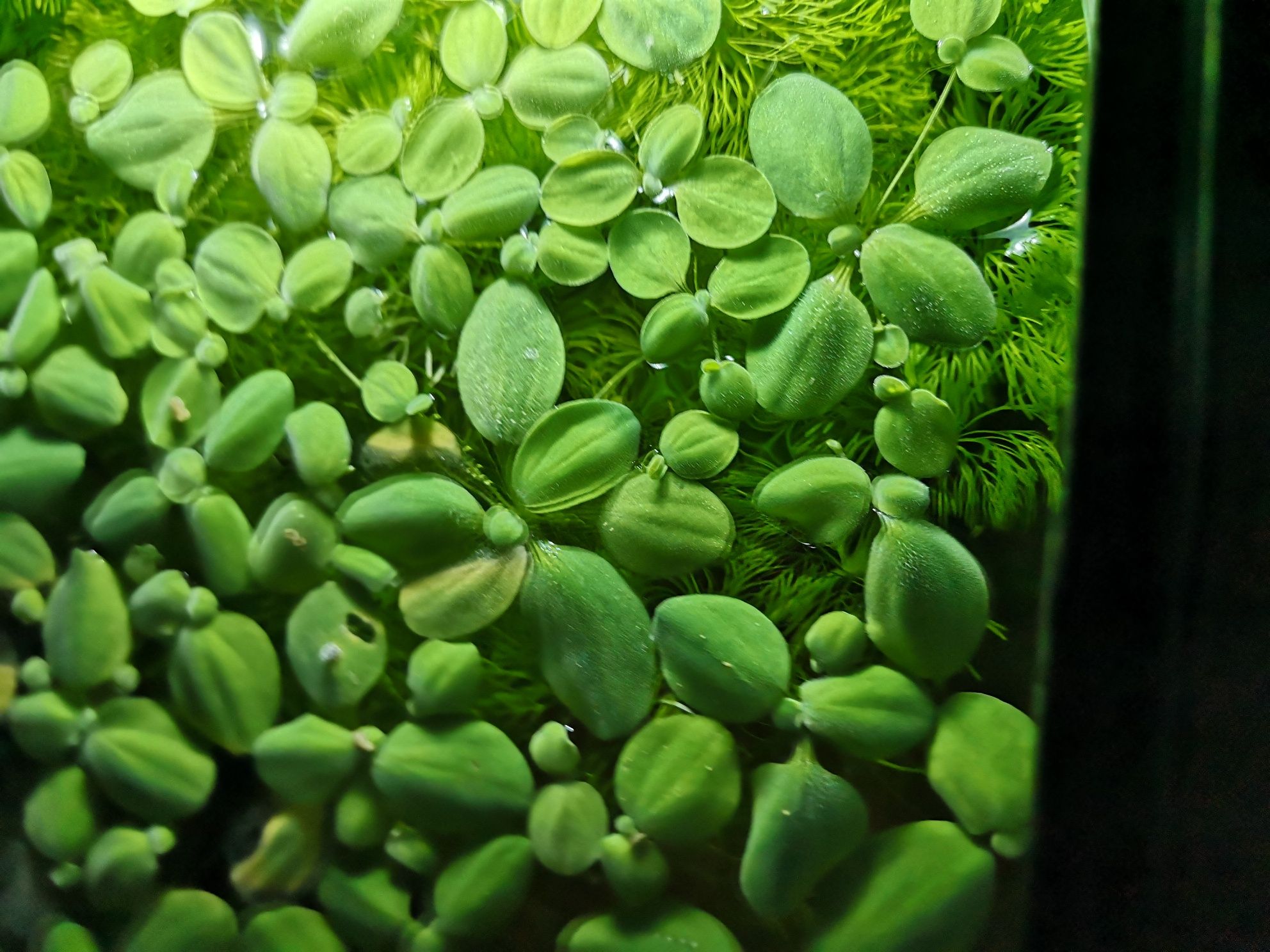 Vendo plantas aquário.