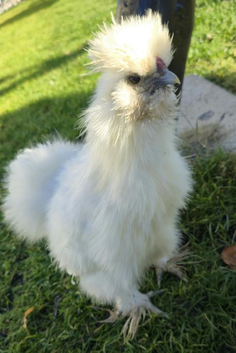 Sprzedam pare silek bialych