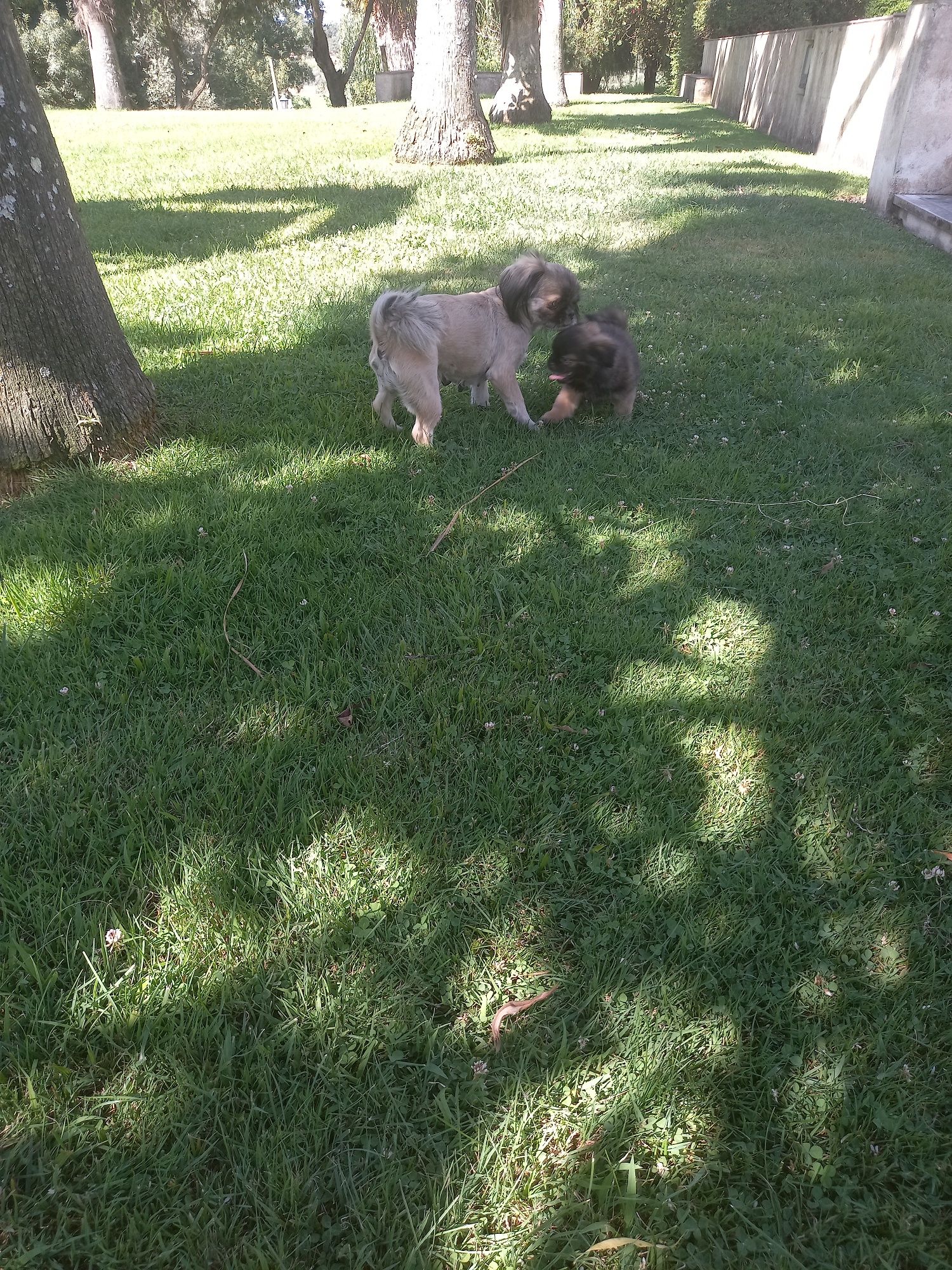 Menino  pequinês