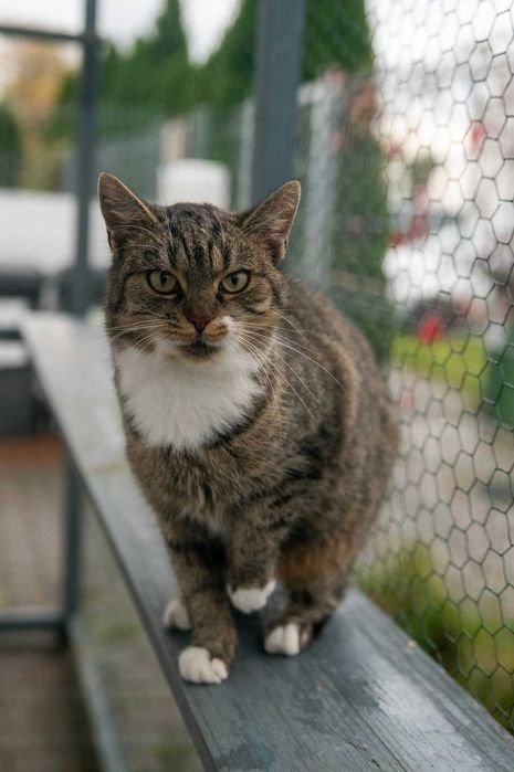 Szarlotka czeka na swój wymarzony dom