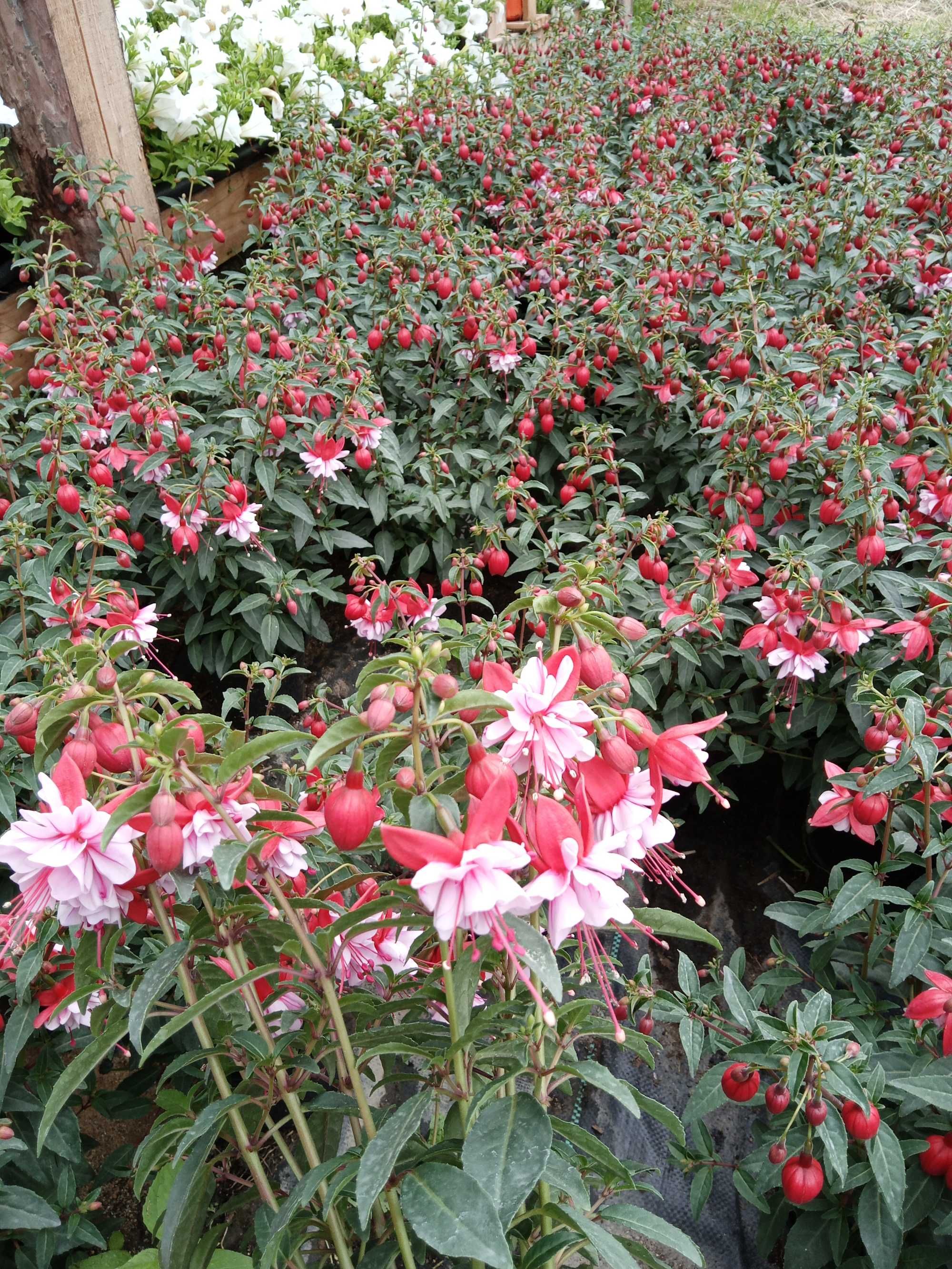 Kwiaty doniczkowe balkonowe petunia surfinia pelargonia fuchsia