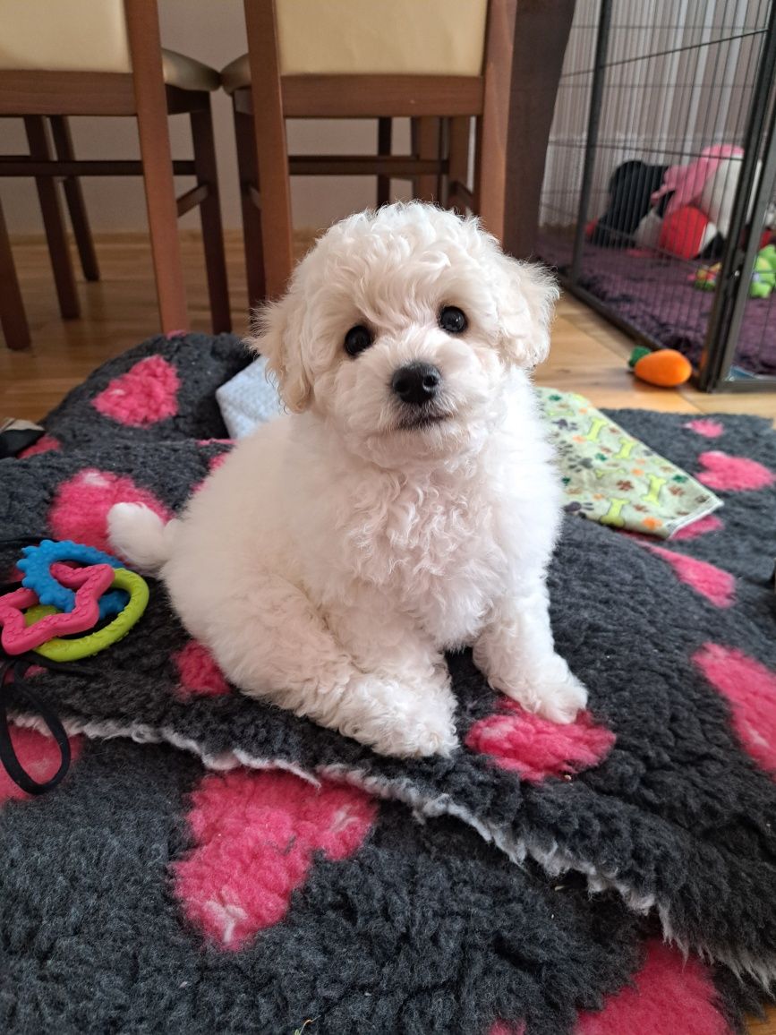 Bichon Frise -suczka