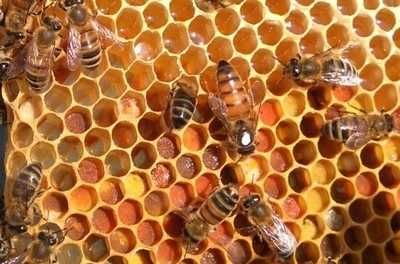 Matki pszczele unasiennione czerwiące Buckfast GZ, KB, Apis Donau