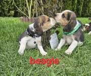 Beagle z Rodowodem do odbioru