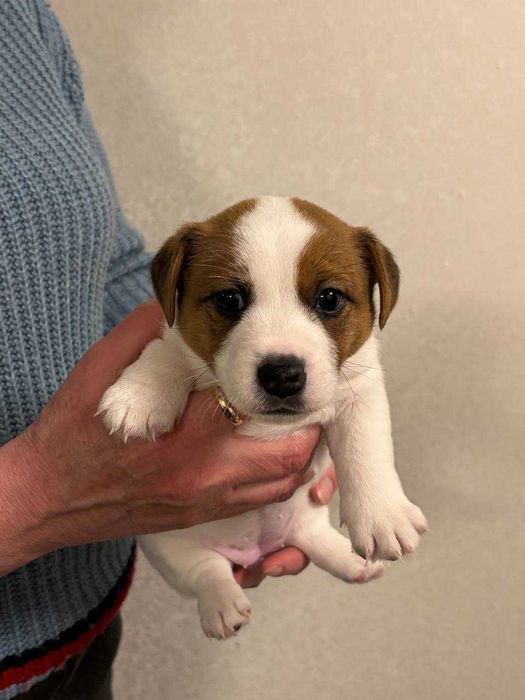 Джек-Рассели! Бронювання цуциків