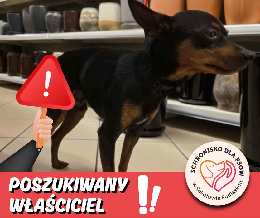 Poszukiwany właściciel pieska Sokolow Podl