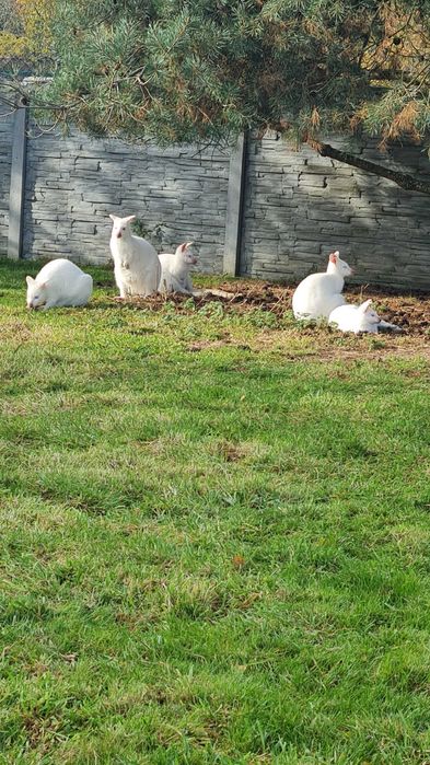 Kangur walabia samica