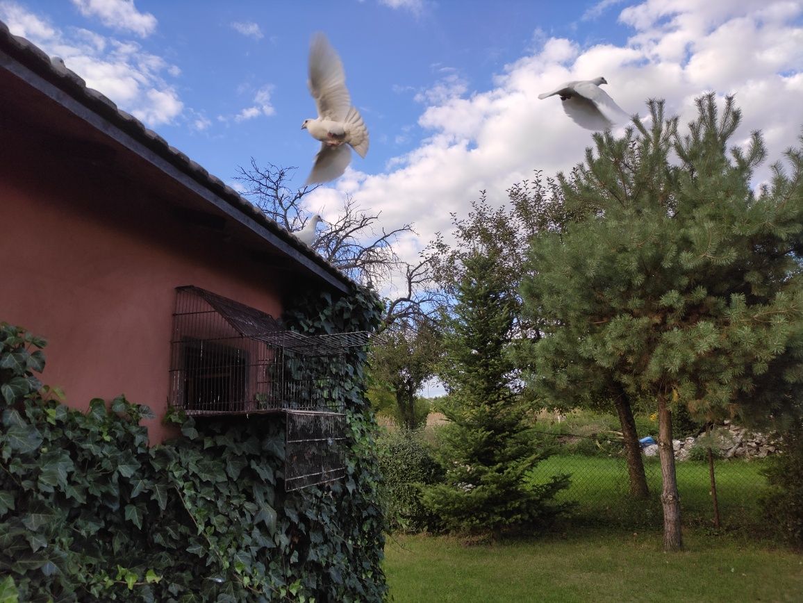 Gołębie pocztowe czysto białe młode i stare ślub wesele