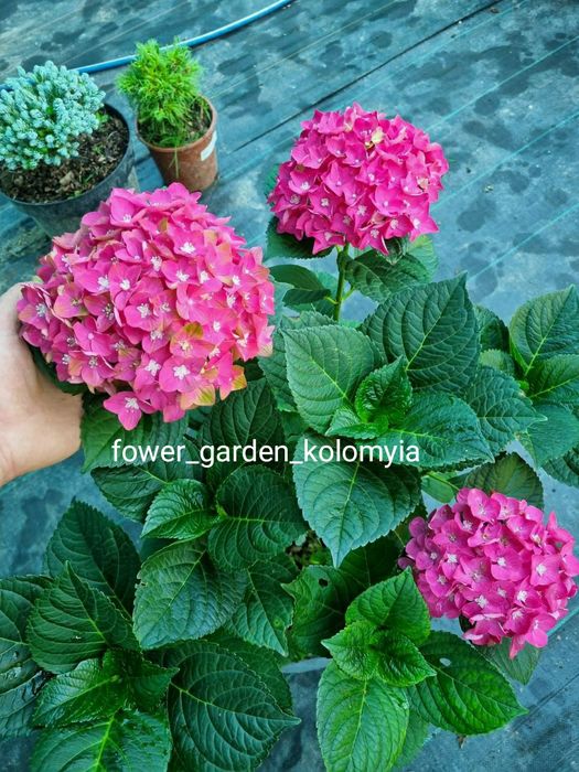 Гортензія в наявності 50+ кращих сортів