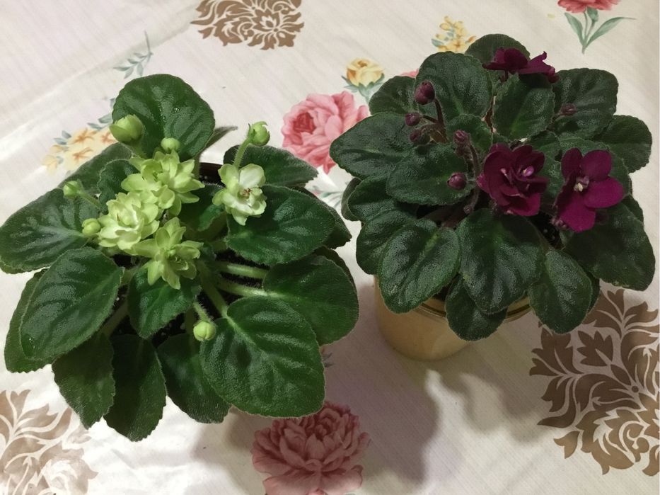 Фіалки. Фіалкова пара Precious Red + Н-Снежный Георгин