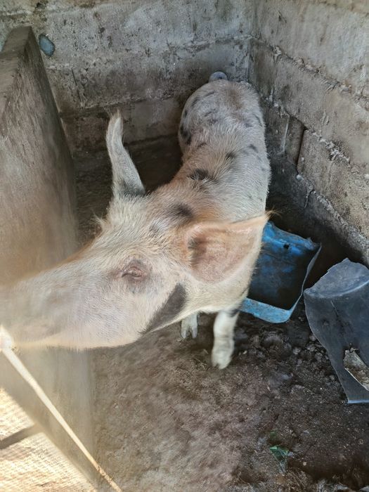 Porca para venda