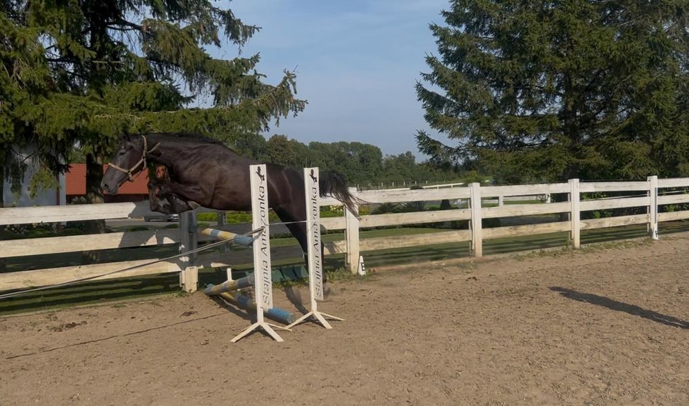 3,5 letni trakeński wałach wstępnie zajeżdżony BARDZO SPOKOJNY