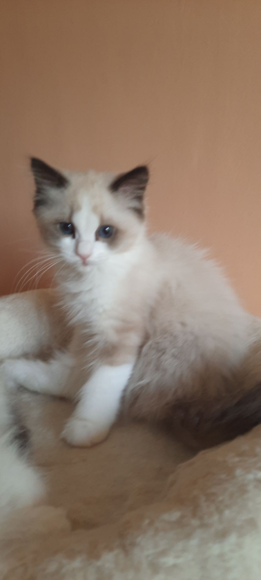 Ragdoll kotka FPL po championie