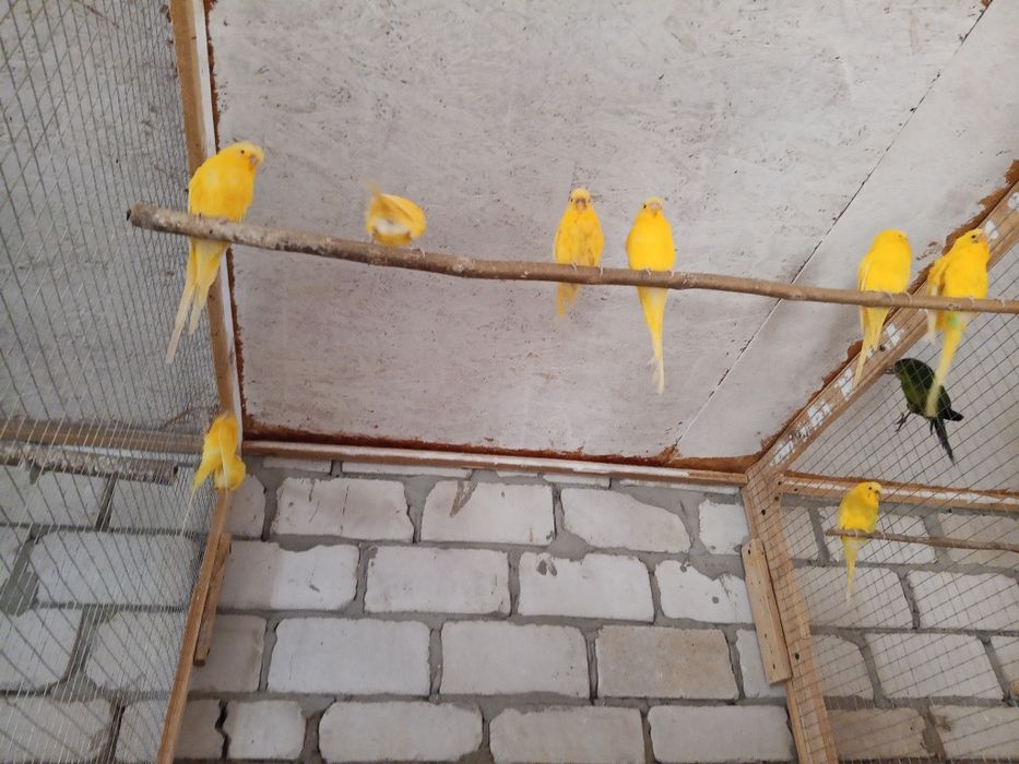 Продам волнушек.