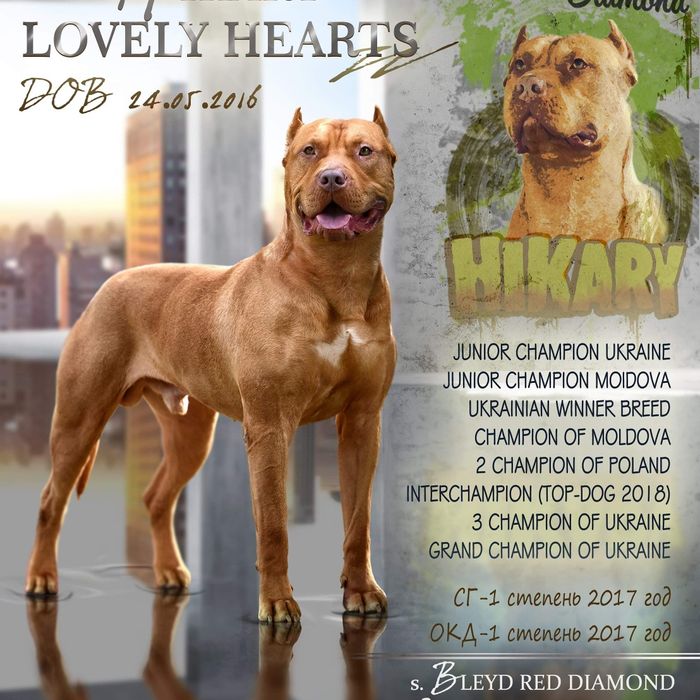 Вязка Американский Пит-Бультерьер Украина