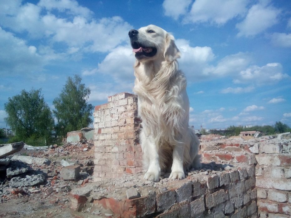 Золотистий ретривер.В'язка.