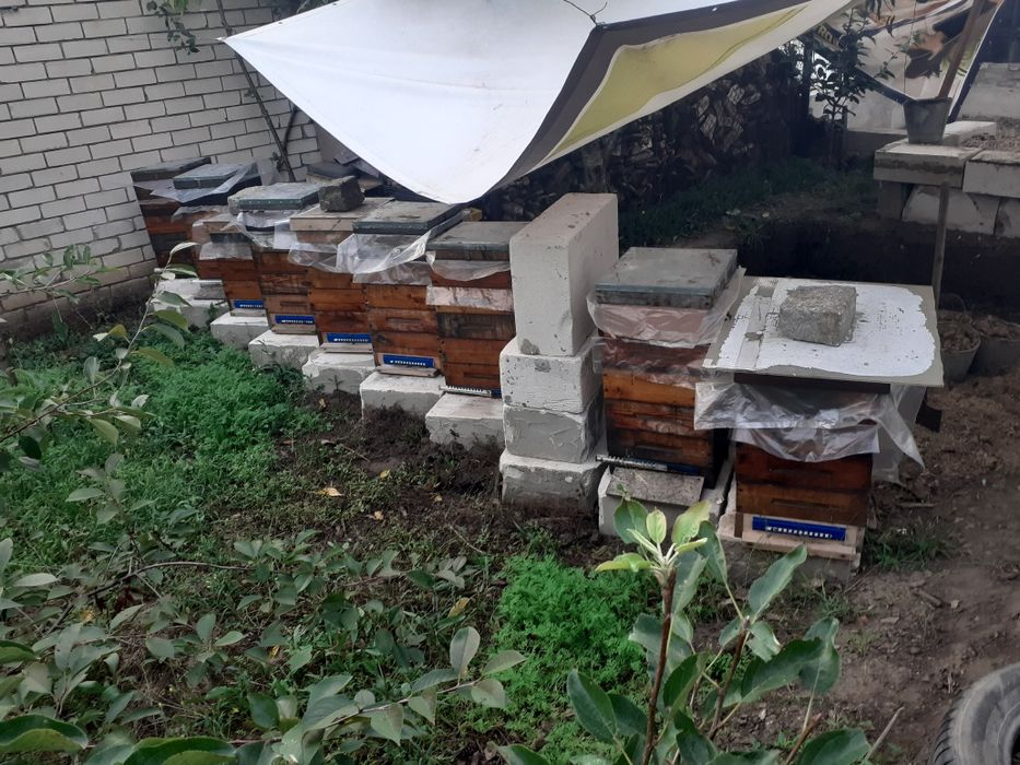 Альпійські вулики з бджолами