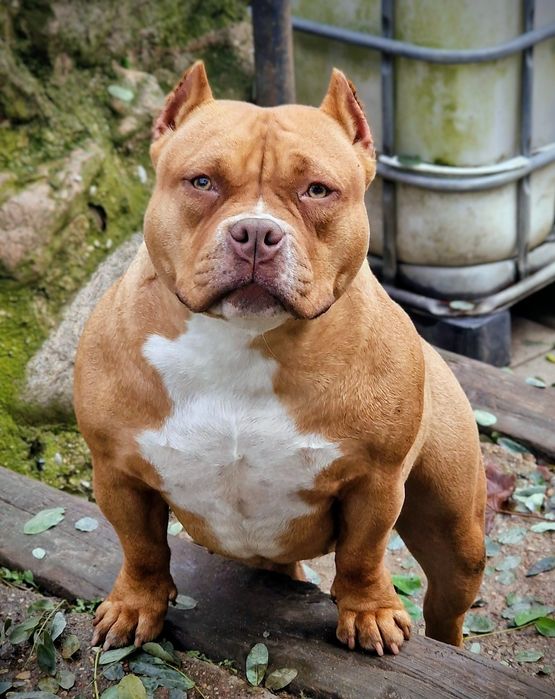 American bully suczka